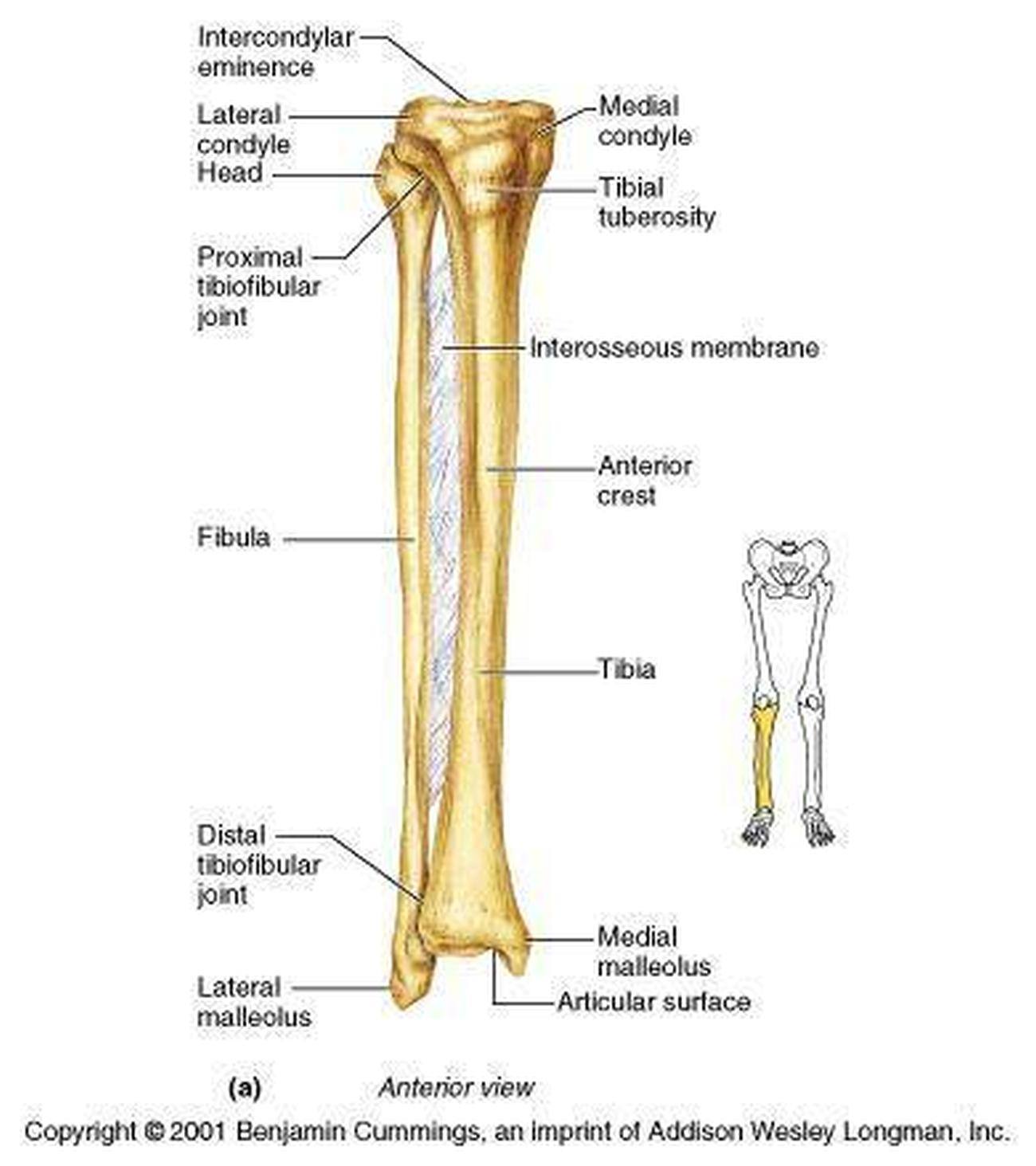 Tibia Bone